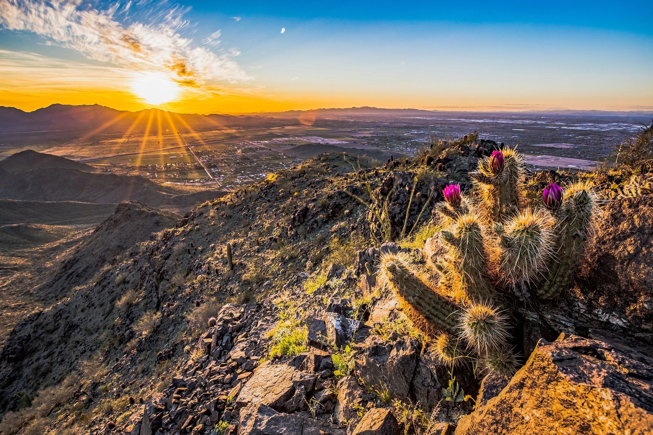 Desert landscape in Phoenix, Arizona